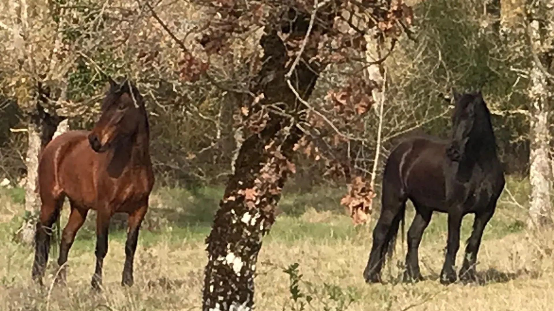 Ranch Du Roc 호텔 Monteils  게스트하우스 Monteils (Tarn-et-Garonne)